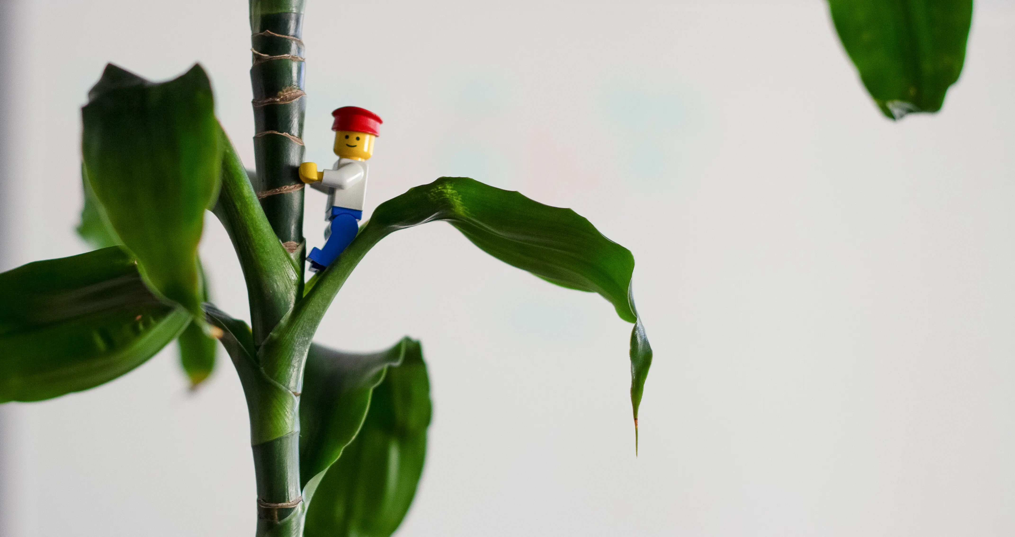 Lego-Männchen mit roter Mütze klettert spielerisch einen Pflanzenstamm hoch – Bürokultur Digitalagentur conlabz Koblenz